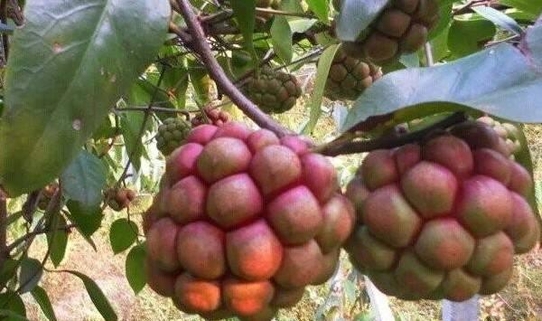黑老虎种植的四个管理要点
