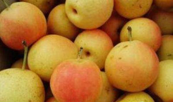 南果梨节水灌溉技术存在的问题及对策