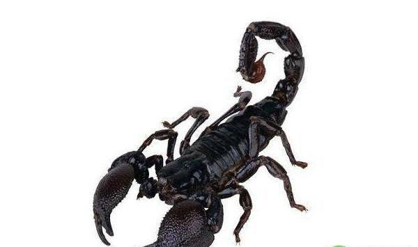 我国常见的蝎子种类有哪些？蝎子人工养殖技术