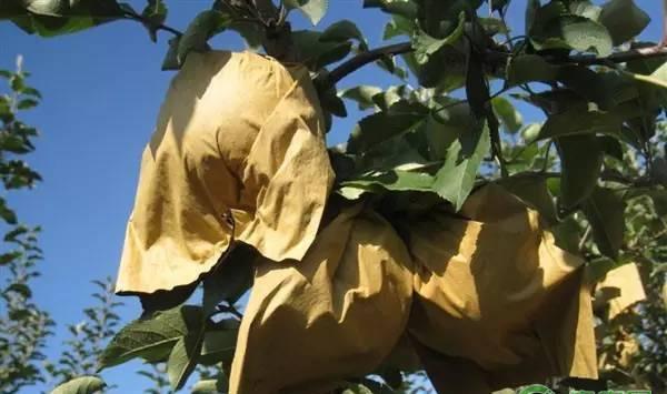 苹果套袋的目的、技术及注意事项