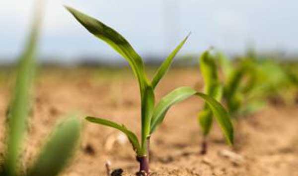 玉米出苗不齐原因