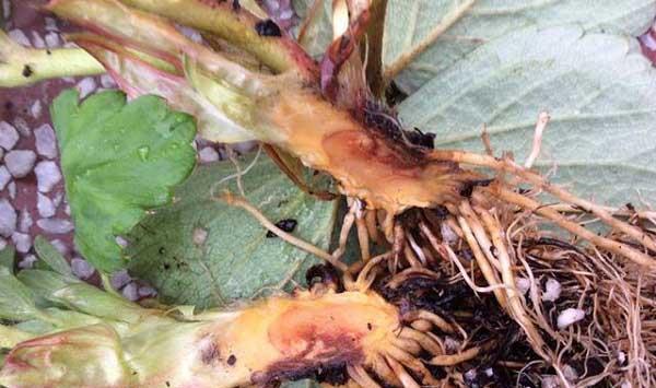 草莓根腐病发病症状