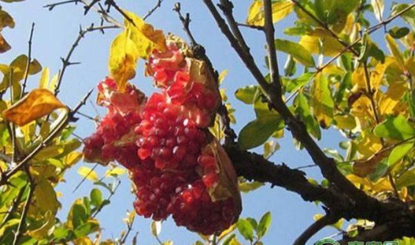 石榴裂果的原因及防治措施