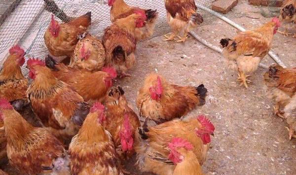 鸡群猝死预防方法