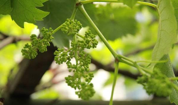 葡萄没有花序原因