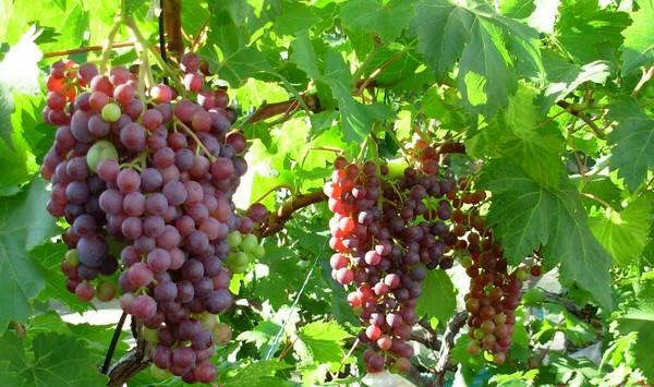 葡萄越冬防寒的五大方法