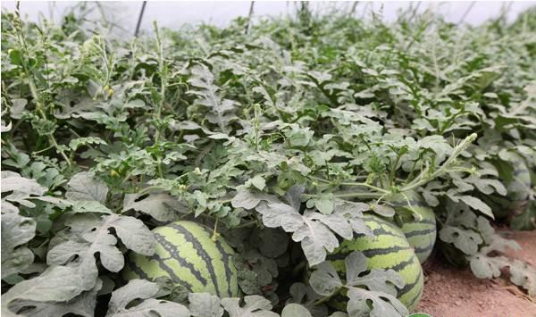 黑美人西瓜搭架栽培技术