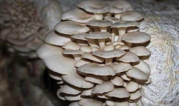 平菇栽培管理技术要点