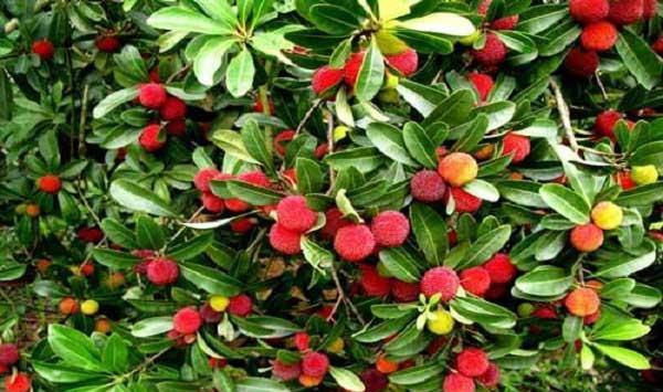 杨梅树不结果的原因