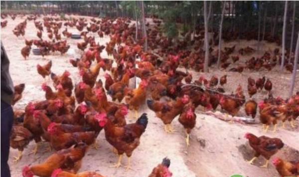 肉鸡腹水综合症的病因及防治措施