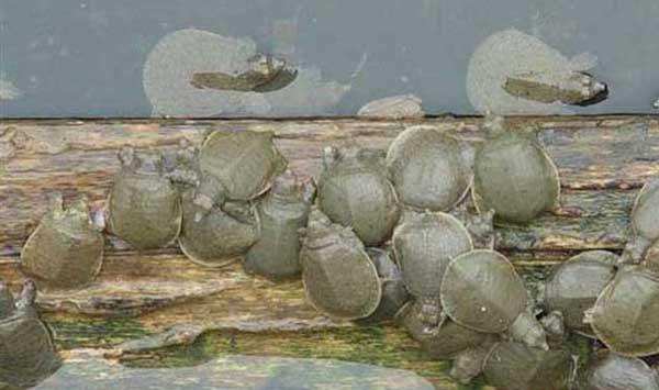 甲鱼吊钟虫病的病原、症状及防治措施