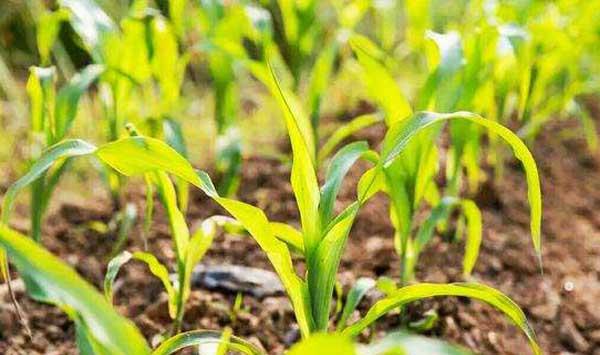 玉米出苗不齐问题