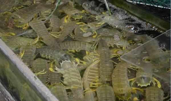 虾蛄怎么吃？虾蛄有哪些营养价值和功效？（附虾蛄养殖要点）