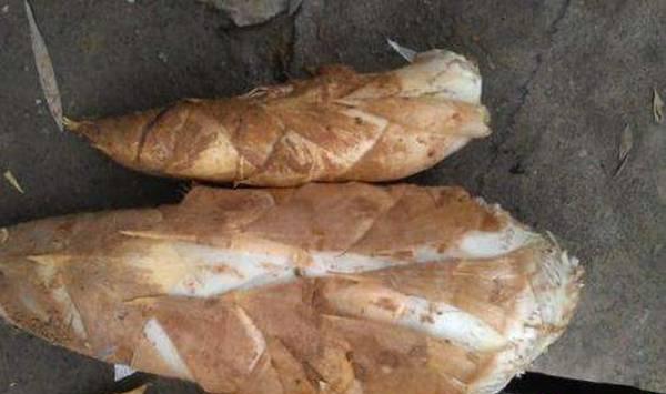 竹笋高产种植管理技术