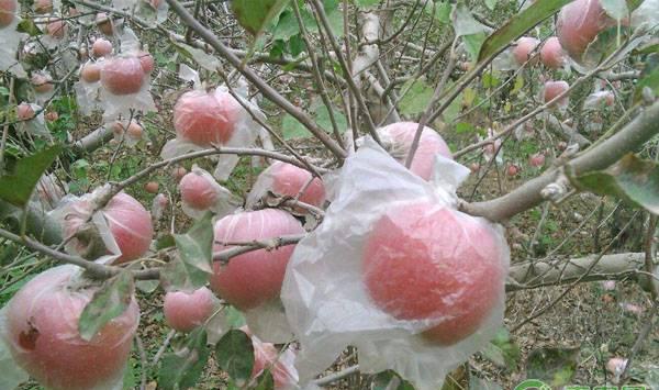 苹果套袋的目的、技术及注意事项