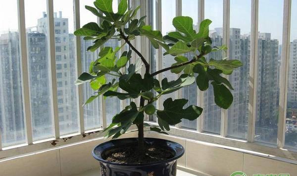 盆栽无花果的种植方法及养护要点