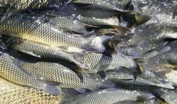 青鱼养殖少的原因