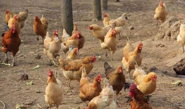 放养土鸡矿物质