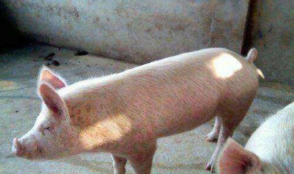 猪圆环病毒病发病特点