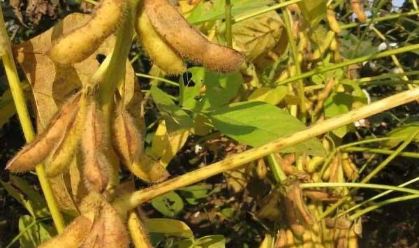大豆种植时间