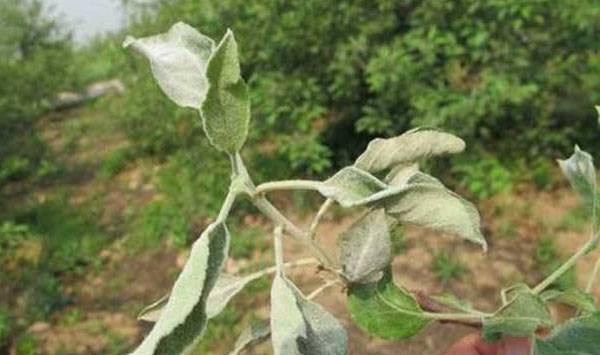 苹果白粉病危害症状