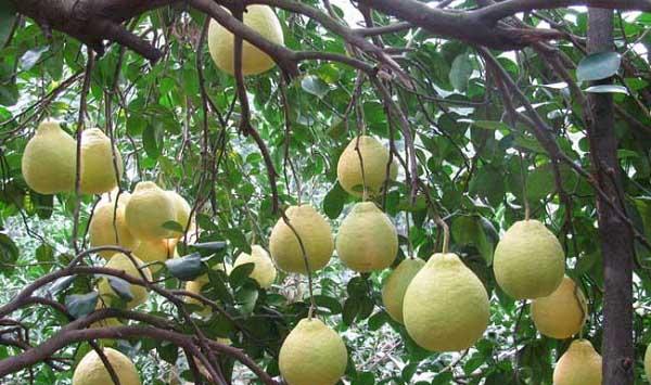 沙田柚高产管理技巧介绍