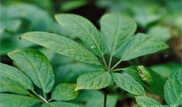 田七种植管理技术要点