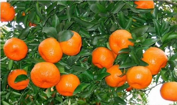 芦柑种植方法和注意要点
