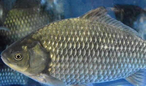 想要鲤鱼养得好，这七大要点需记牢！