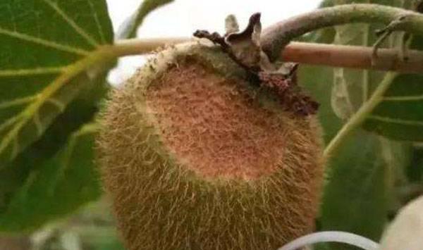 猕猴桃日灼病防治措施