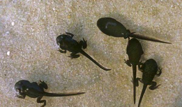 蝌蚪养殖管理要点