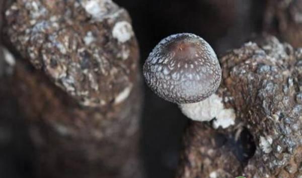 食用菌袋的四种通气技巧介绍