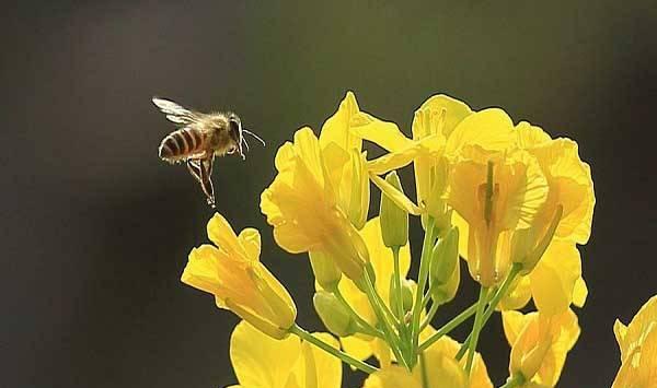 蜜蜂蜂蛹病防治措施