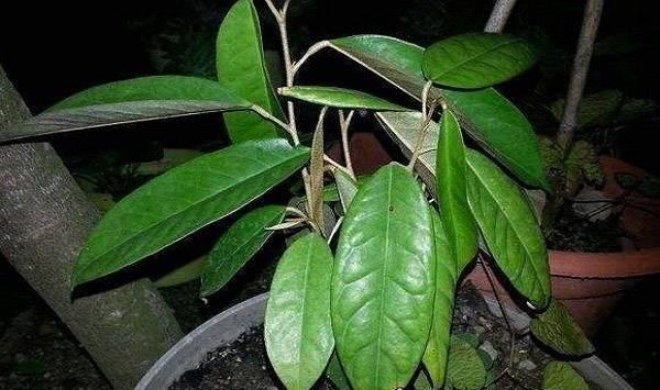榴莲籽盆栽种植技巧