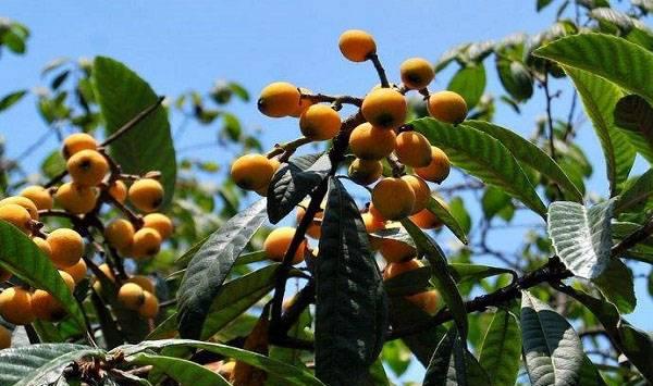 枇杷果品质下降的预防措施