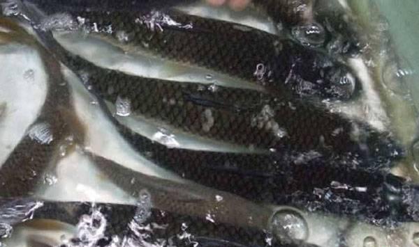 草鱼高效养殖技术要点