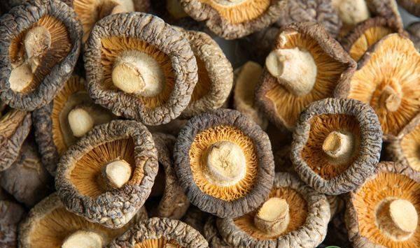 食用菌袋的四种通气技巧介绍