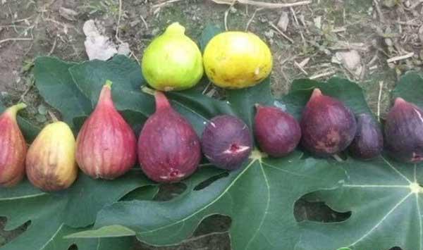 夏季无花果的快速育苗方法与修剪方法