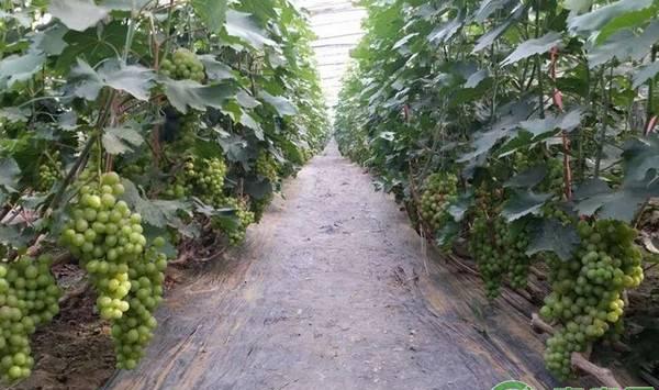 葡萄种植要点及注意事项