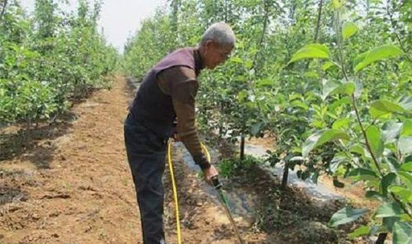 释迦成年树的施肥要点