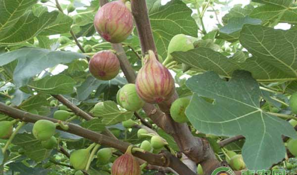 夏季无花果的快速育苗方法与修剪方法