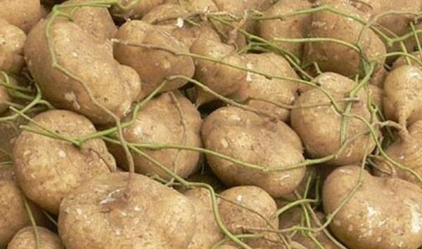 种植凉薯的常见病虫害防治，种植户不能忽视！