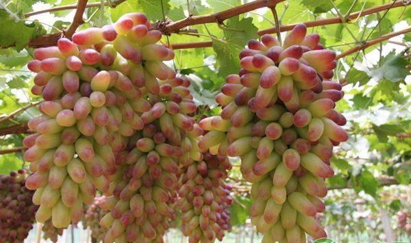 葡萄绿枝嫁接改造技术