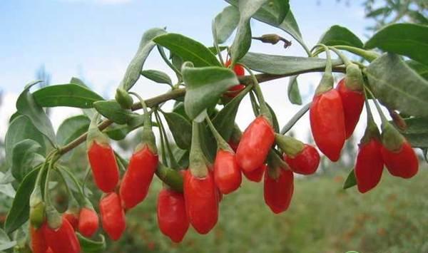 枸杞可以在北方种植吗？夏季枸杞田间管理要点