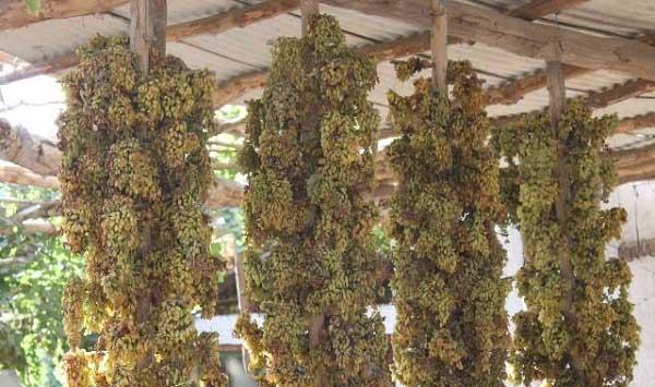 葡萄干的加工技术要点