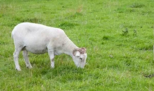 夏季养羊育肥要点