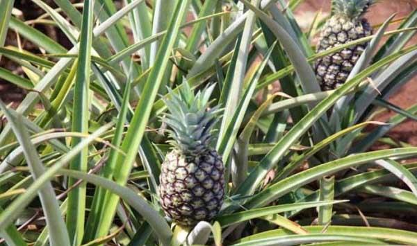 菠萝种植采收