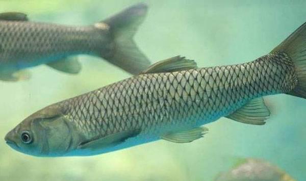 青鱼和草鱼区别