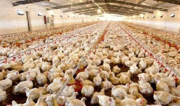 养殖场蚊蝇管理