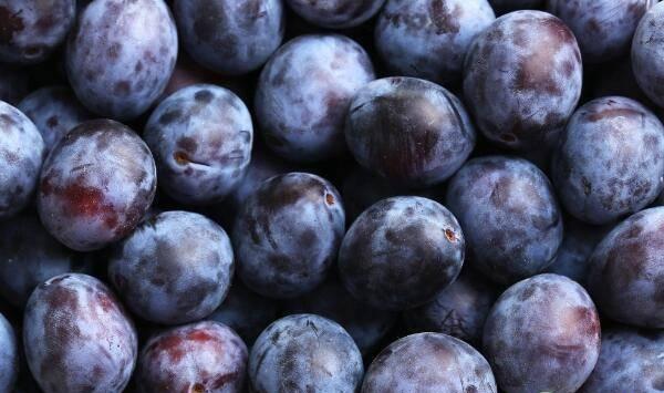 黑布林栽培技术